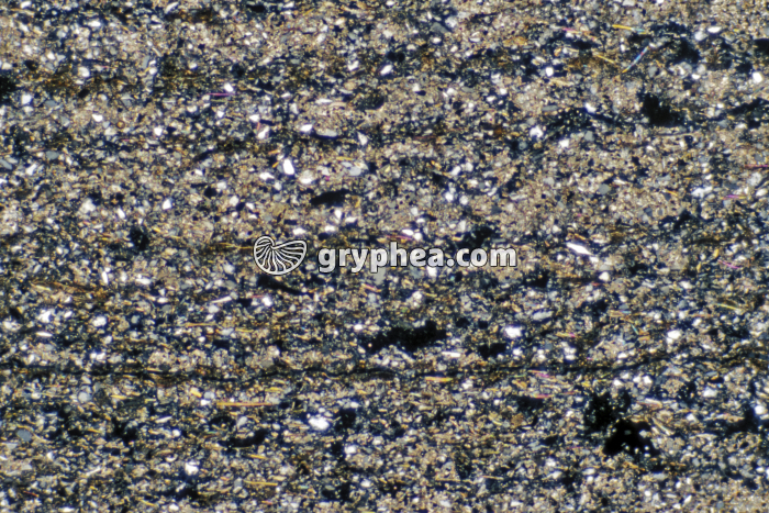 Pelite LPA x10 - gryphea.com